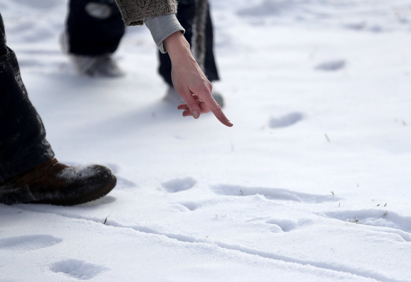 Free Forest School director Anna Sharratt brought her program to Dowling Elementary School in September where she regularly encourages first graders to discover and explore outside as part of their learning. Here, Sharratt pointed to animal tracks in the snow as first graders in Bejay Johnson's class at Dowling learned to identify the animals leaving behind the tracks Friday, Dec. 8, 2017, Minneapolis, MN.] DAVID JOLES � david.joles@startribune.com Free Forest School of Minnesota is bucking inst