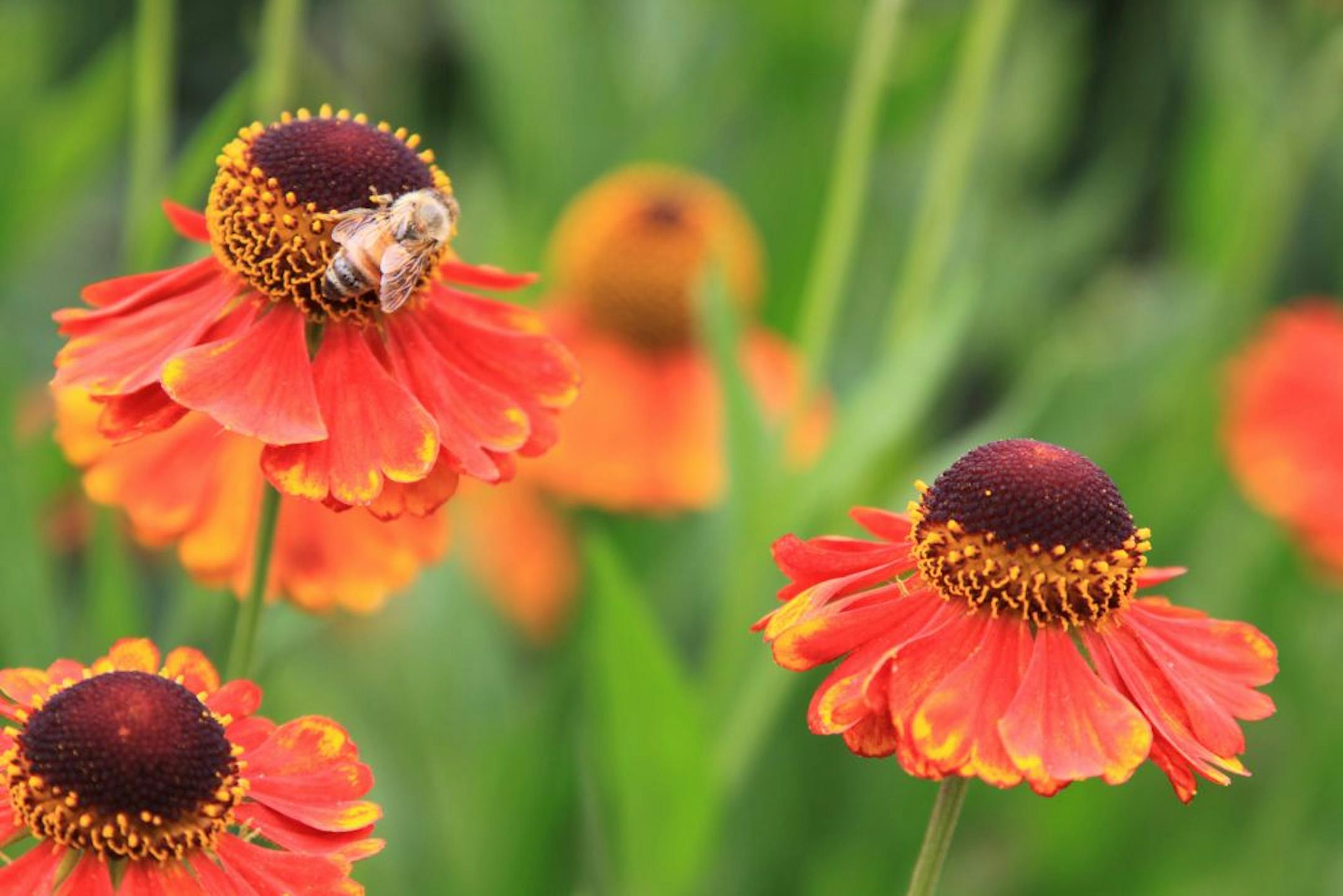 Bees are drawn to various kinds of rudbeckia.