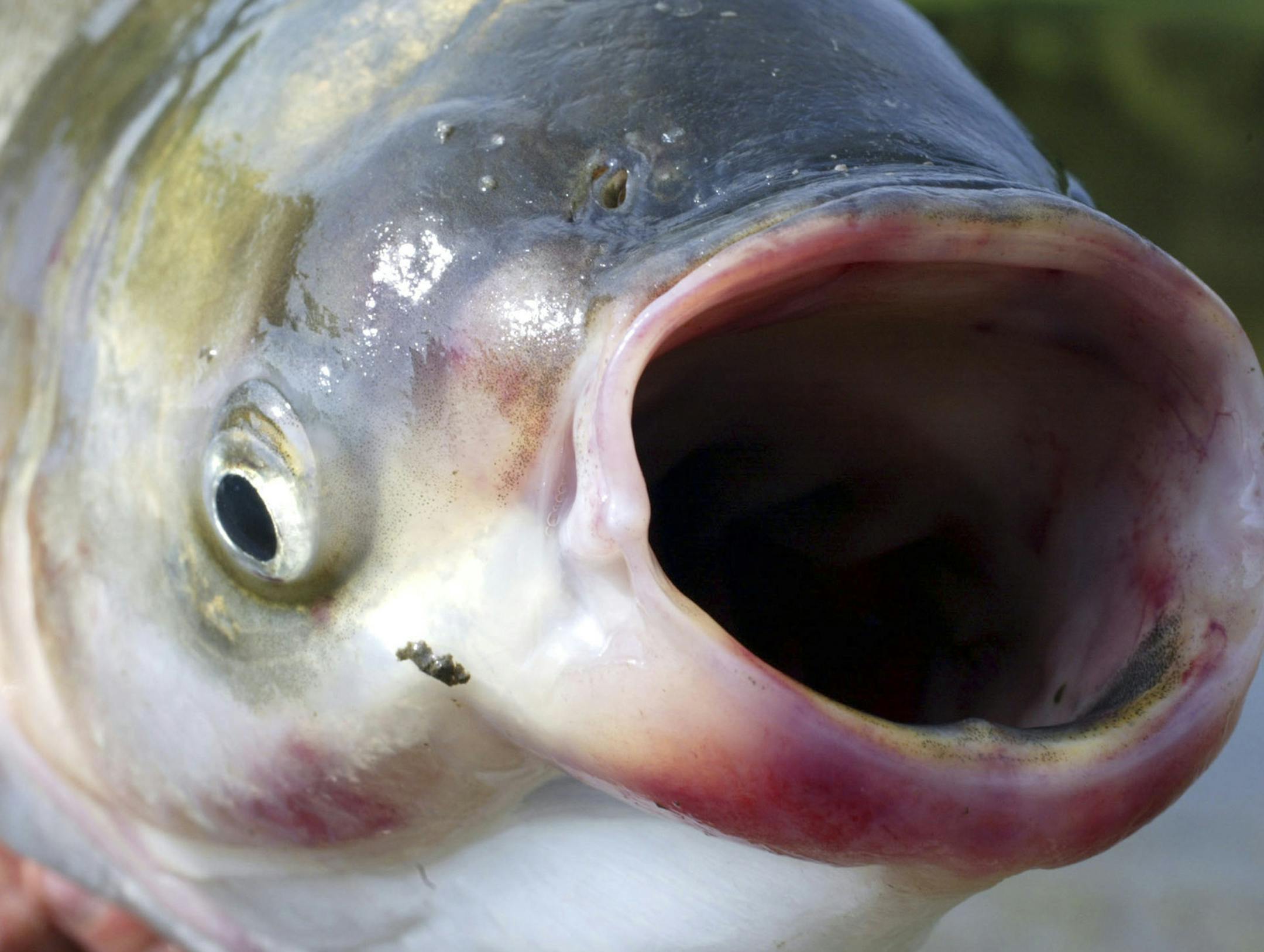FILE - In this undated file photo, the invasive species silver carp, a variety of the Asian carp, is pictured by the Illinois River in central Illinois. Tests have found signs of Asian carp in the Mississippi River north of the last major physical barrier keeping the invasive species of fish from spreading into many of the state's most popular central and northern lakes, officials said Thursday, Dec. 8, 2011. (AP Photo/The Star Tribune, Marlin Levison, File) MANDATORY CREDIT; ST. PAUL PIONEER PR