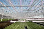 Revol Greens is a new competitor to the California greens market and is growing five varieties of lettuce in greenhouses only an hour's drive south of