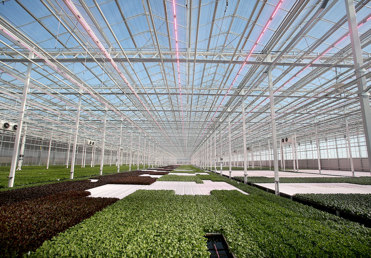 Revol Greens is a new competitor to the California greens market and is growing five varieties of lettuce in greenhouses only an hour's drive south of Minneapolis at a fraction of the transportation costs. Here, a look inside the sprawling Revol Greens green house where LED lights give off a purple hue amid the growing greens Tuesday, Feb. 13, 2018, in Medford, MN.] DAVID JOLES &#xef; david.joles@startribune.com The lettuce in many Twin Cities groceries at this time of year typically originates