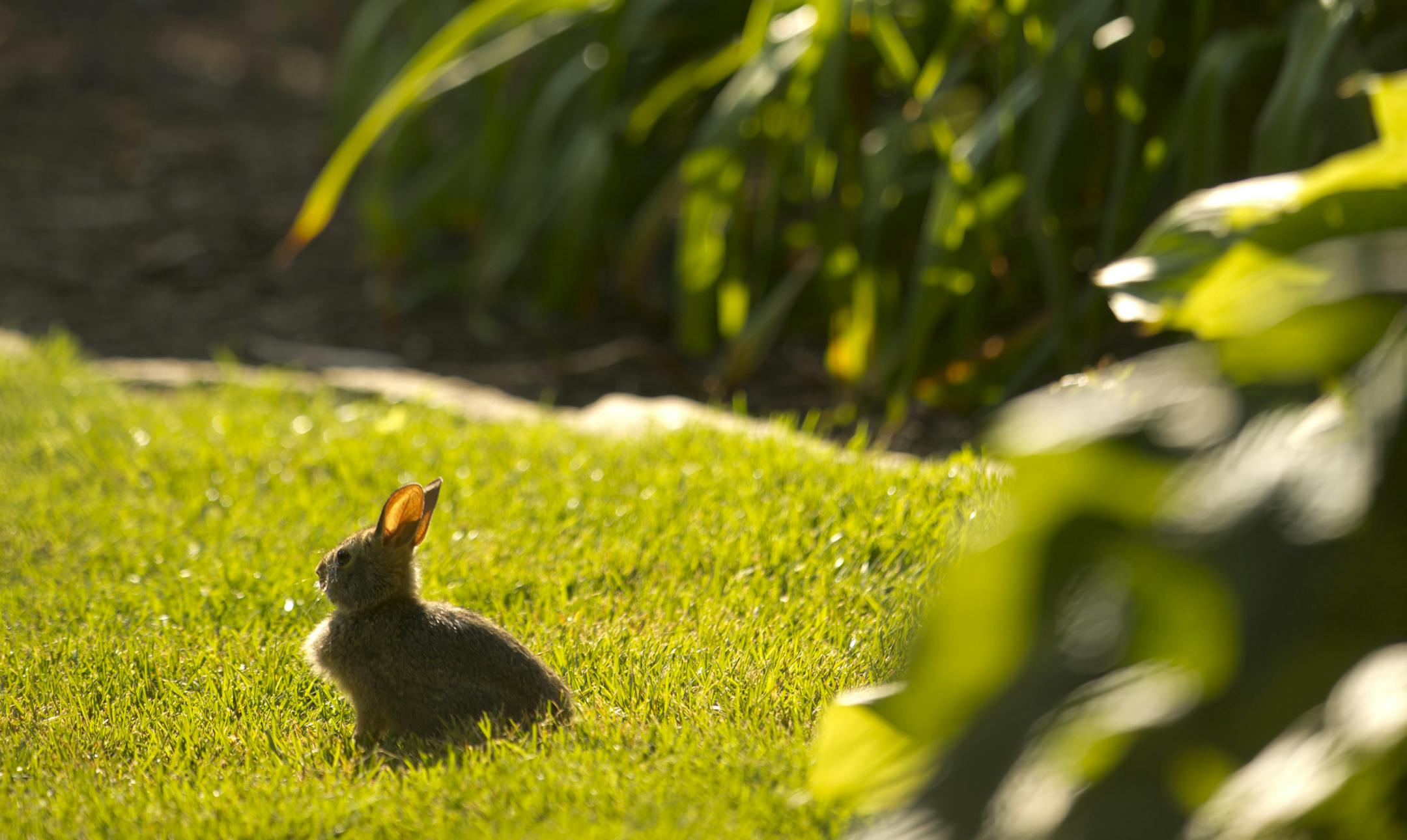 Rosanne and Steve Malevich have an enchanting garden at their home in the Morningside neighborhood of Edina. It was photographed on Thursday evening, July 19, 2012. The rabbit theme of the Malevich garden is rooted in reality. ] JEFF WHEELER ‚Ä¢ jeff.wheeler@startribune.com