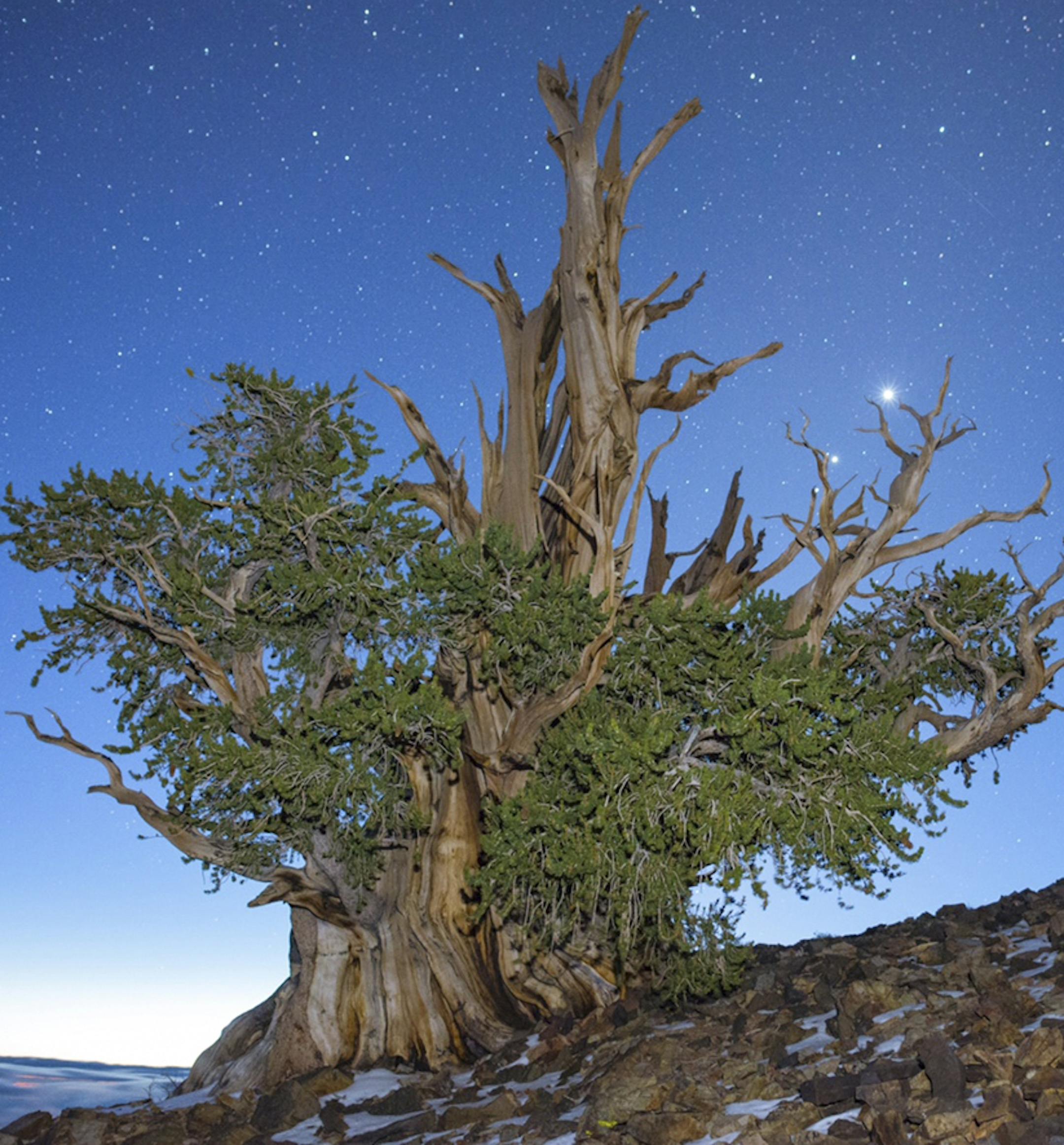 In an undated handout photo, a bristlecone pine. The exact location of Methuselah, a Great Basin bristlecone pine commonly known as the world&#x2019;s oldest tree, is kept a secret. (Gregg Boydston via The New York Times) -- NO SALES; FOR EDITORIAL USE ONLY WITH SCI WATCH BY TATIANA SCHLOSSBERG FOR APRIL 26, 2016. ALL OTHER USE PROHIBITED. --