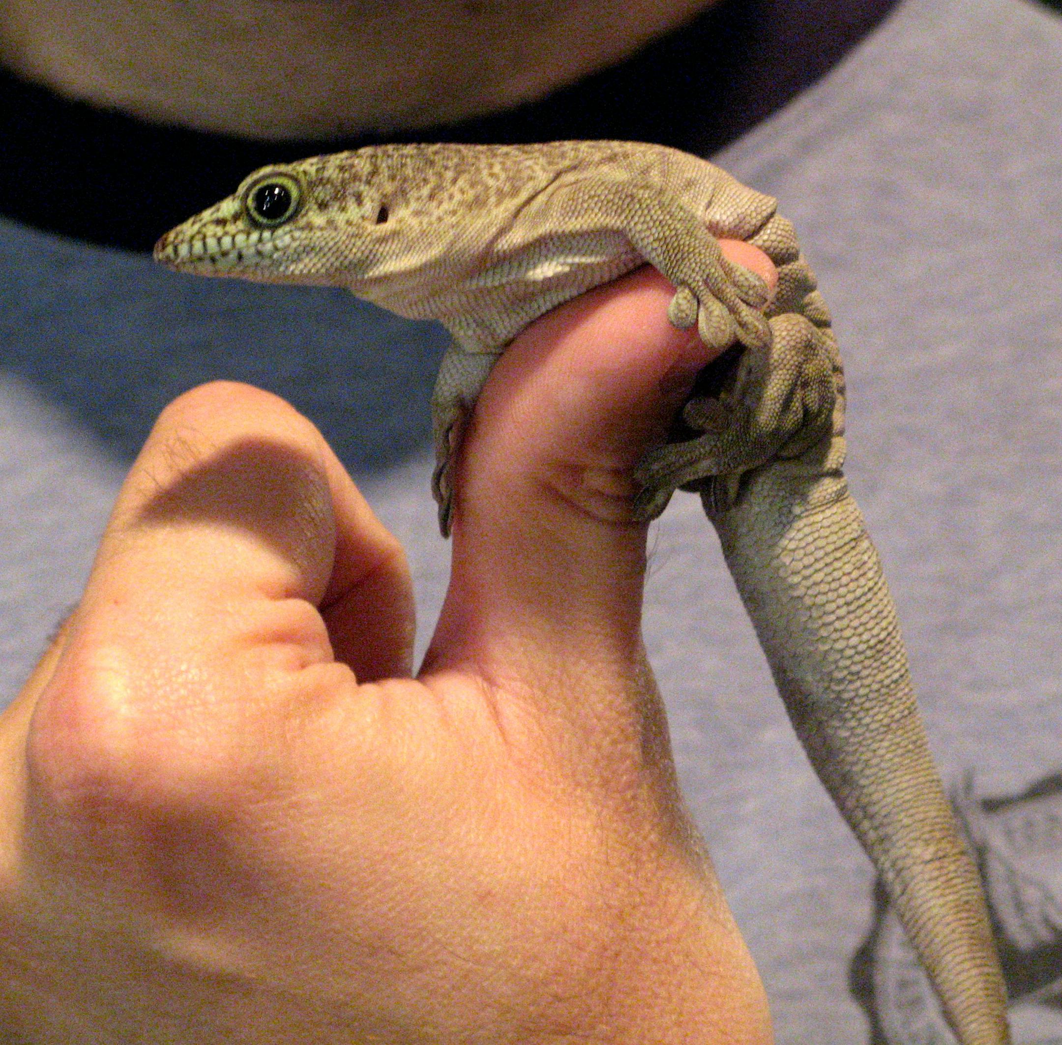 A gecko, displayed on the fingertips of U of M researcher Tony Gamble.
