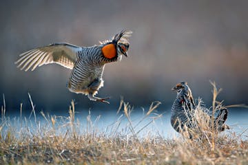 Prairie chickens used to roam widely across Minnesota but were decimated by development and farming. Here, prairie chickens perform their spring matin