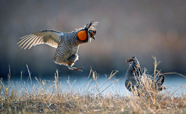 Prairie chickens used to roam widely across Minnesota but were decimated by development and farming. Here, prairie chickens perform their spring matin