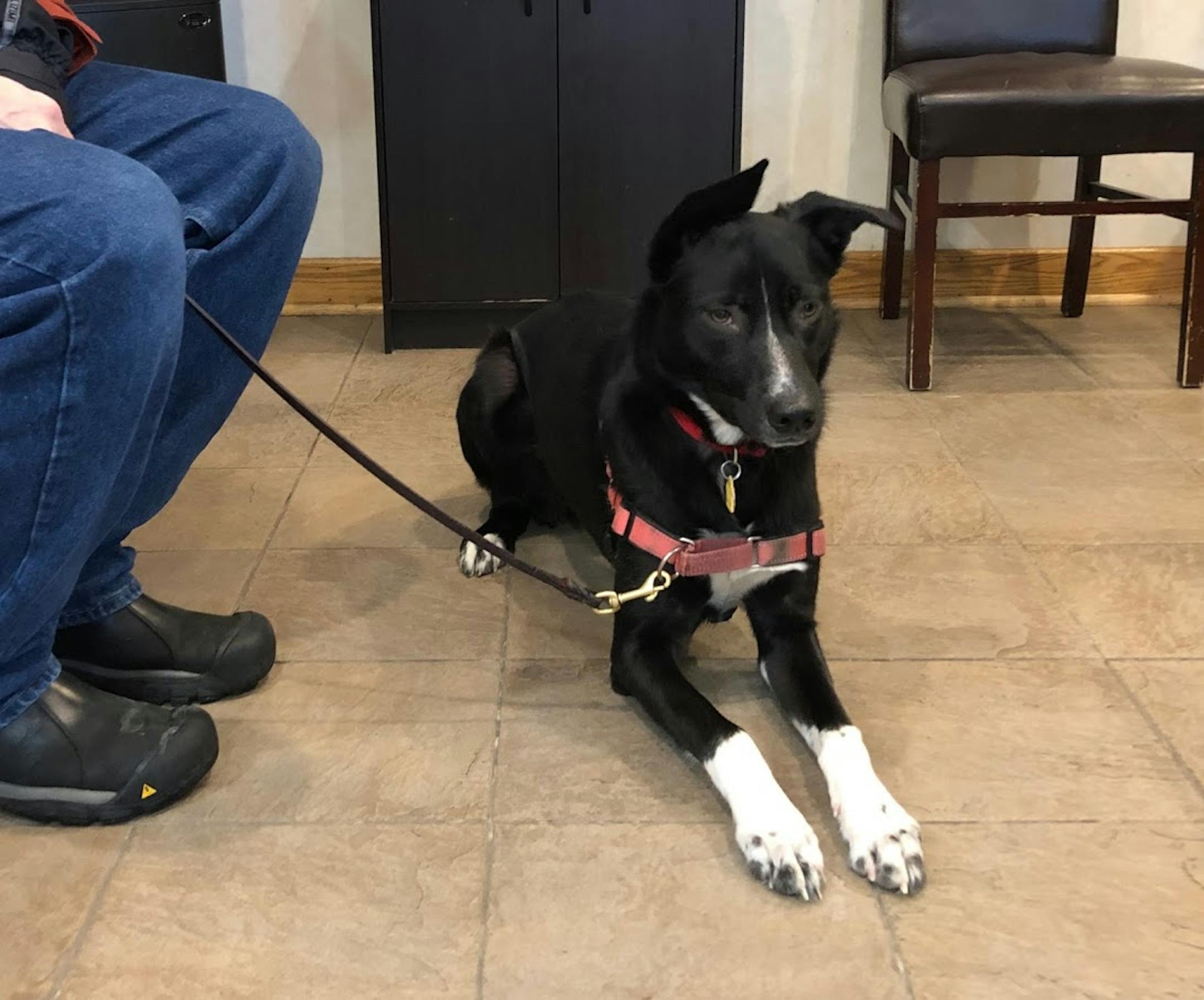 Angus was calm hanging out in the waiting room.