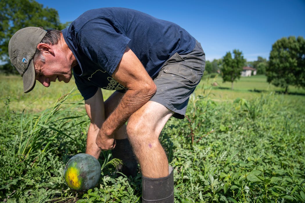 Jeff Nistler checks the field spot on one of his watermelons. The spots should be yellow or orange, depending on the type of watermelon.