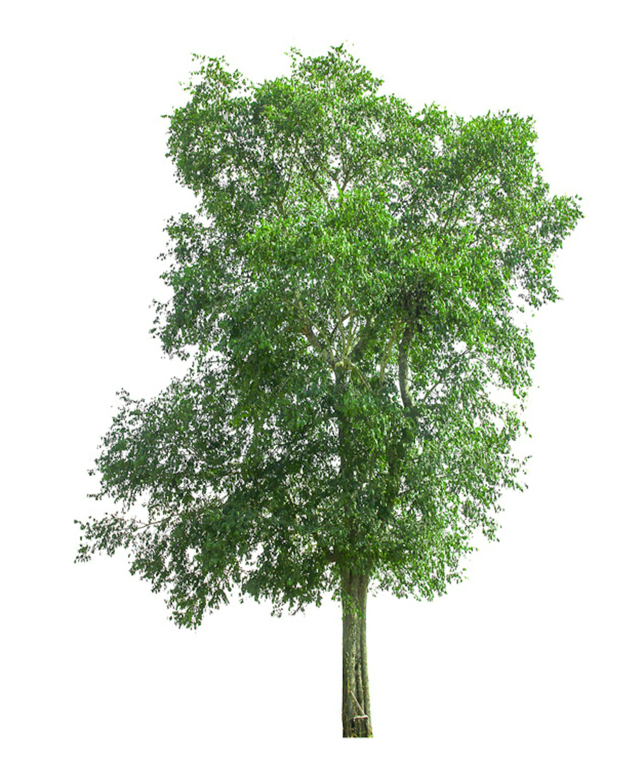 collections green tree isolated. green tree isolated on white background.