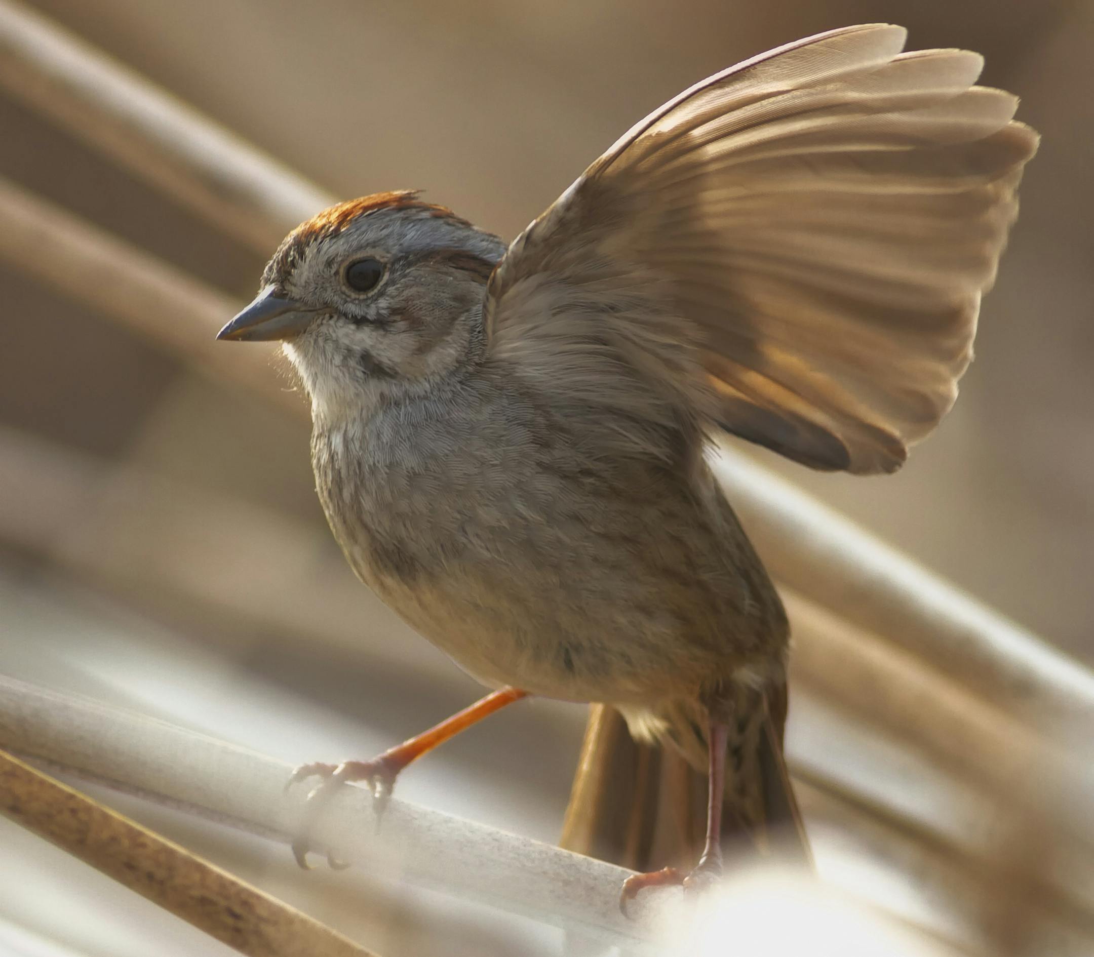 An undated handout photo of a male swamp sparrow. A sparrow‚Äôs song may sound simple, consisting of little more than whistles and trills. But to the sparrows, those few noises can take on vastly different meanings depending on small variations in context and repetition, researchers have found. (Robert Lachlan via The New York Times) -- NO SALES; FOR EDITORIAL USE ONLY WITH STORY SLUGGED SCI WATCH. ALL OTHER USE PROHIBITED. ORG XMIT: XNYT30