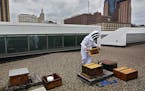 Beekeeper and chocolatier Susan Brown inspected one of her honey bee hives on the roof of Union Depot in downtown St. Paul. ] JIM GEHRZ &#xef; james.g