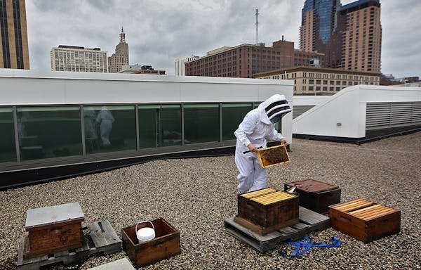 Beekeeper and chocolatier Susan Brown inspected one of her honey bee hives on the roof of Union Depot in downtown St. Paul. ] JIM GEHRZ &#xef; james.g