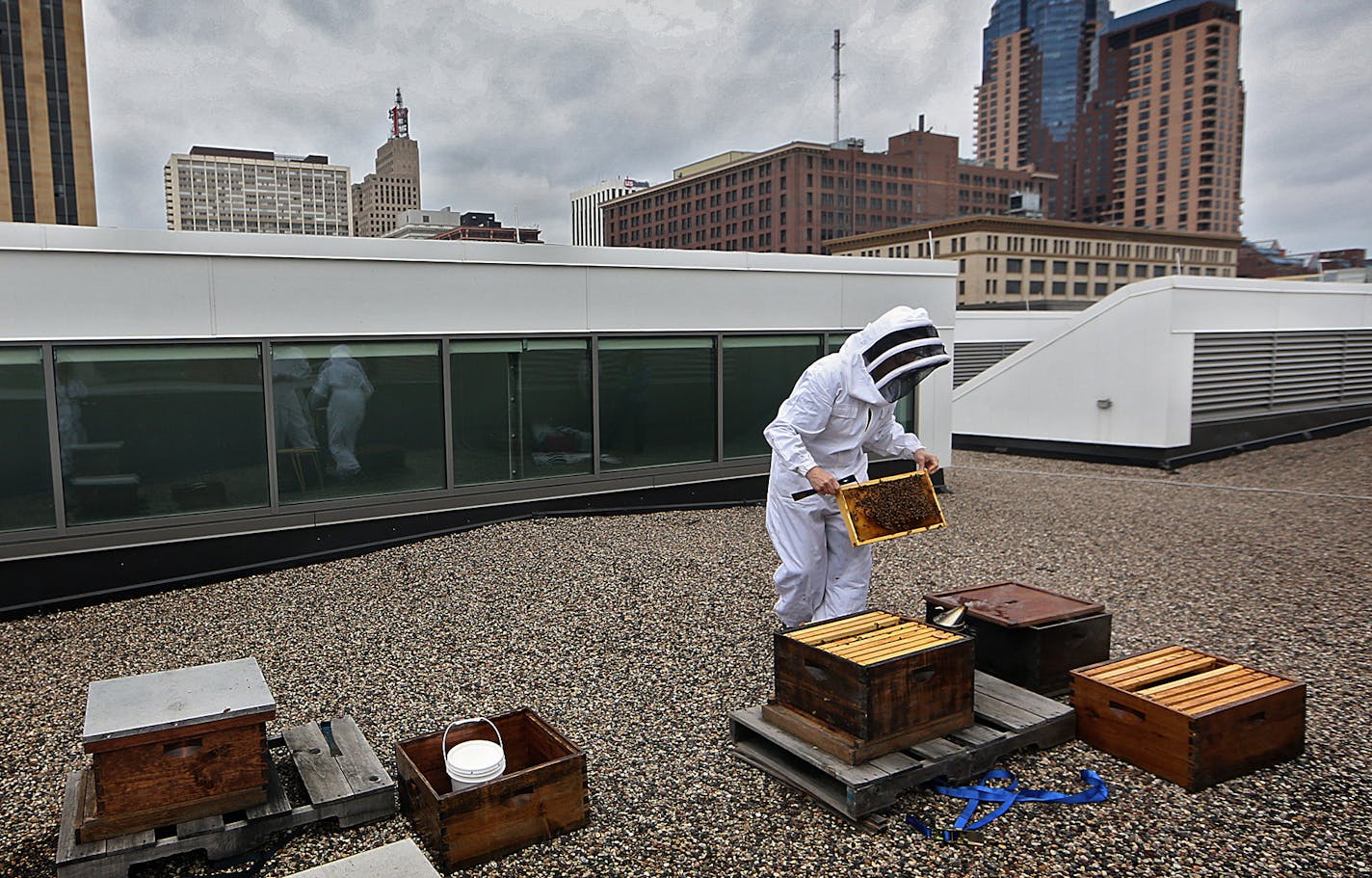 Beekeeper and chocolatier Susan Brown inspected one of her honey bee hives on the roof of Union Depot in downtown St. Paul. ] JIM GEHRZ &#xef; james.gehrz@startribune.com / St. Paul, MN / May 7, 2015 /10:00 PM - BACKGROUND INFORMATION: We spend time with a beekeeper who keeps her hives atop the Union Depot in downtown St. Paul and is launching her own brand of honey, Beeline. We go up to the roof with Susan Brown, beekeeper and chocolatier, who uses the honey her bees produce atop Union Depot in