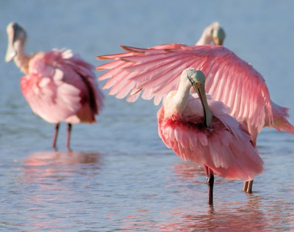 How to find Sanibel's Roseate Spoonbill