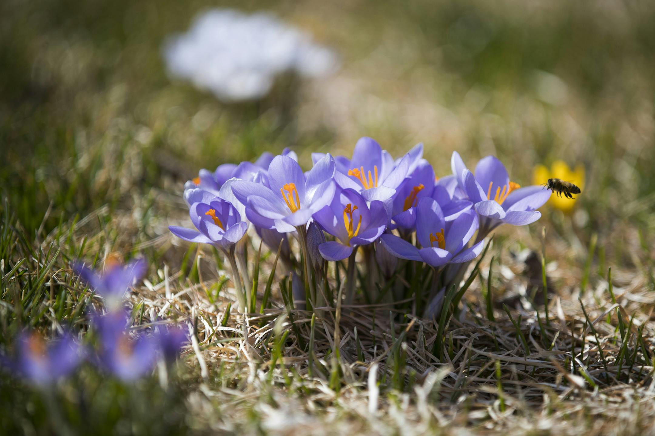 A bee enjoys early bloom crocus flowers. ] LEILA NAVIDI ï leila.navidi@startribune.com BACKGROUND INFORMATION: Early blooms at the University of Minnesota Landscape Arboretum on Monday, March 27, 2017.