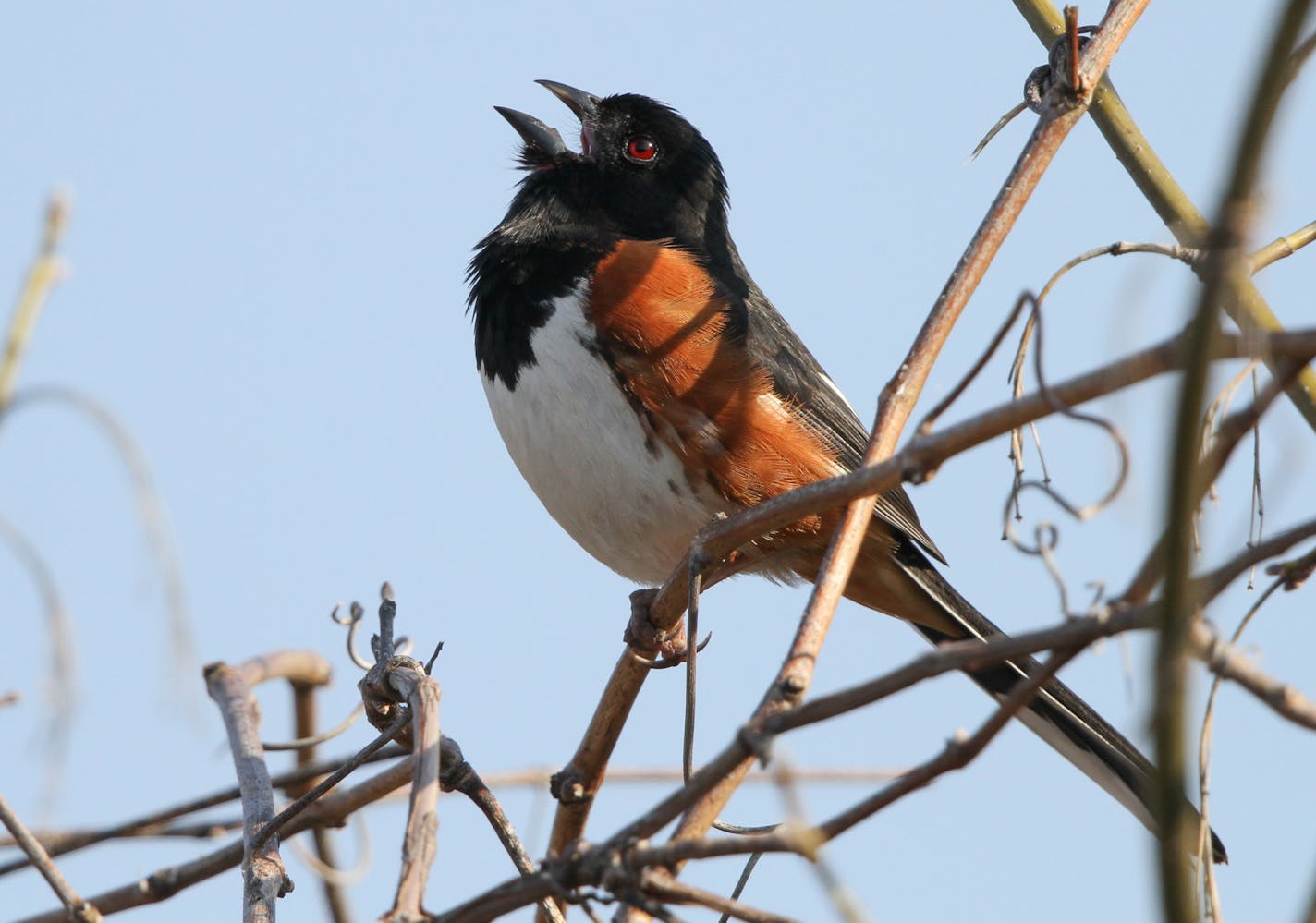 Photos by Don Severson A beautiful male Eastern towhee sings &#x201a;&#xc4;&#xfa;drink your TEA&#x201a;&#xc4;&#xf9; from the top of a tree in springtime.