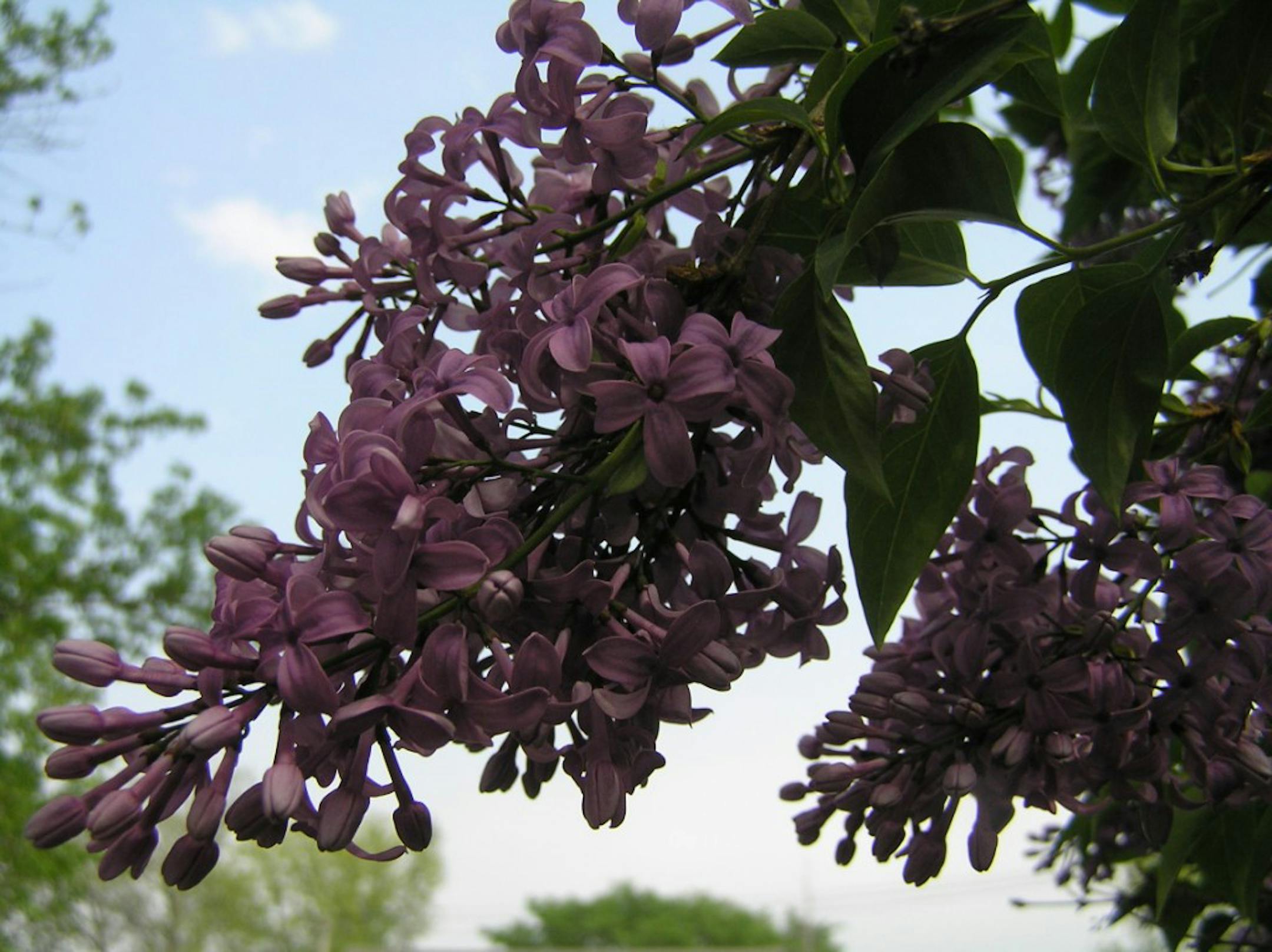 Lilacs against the sky.