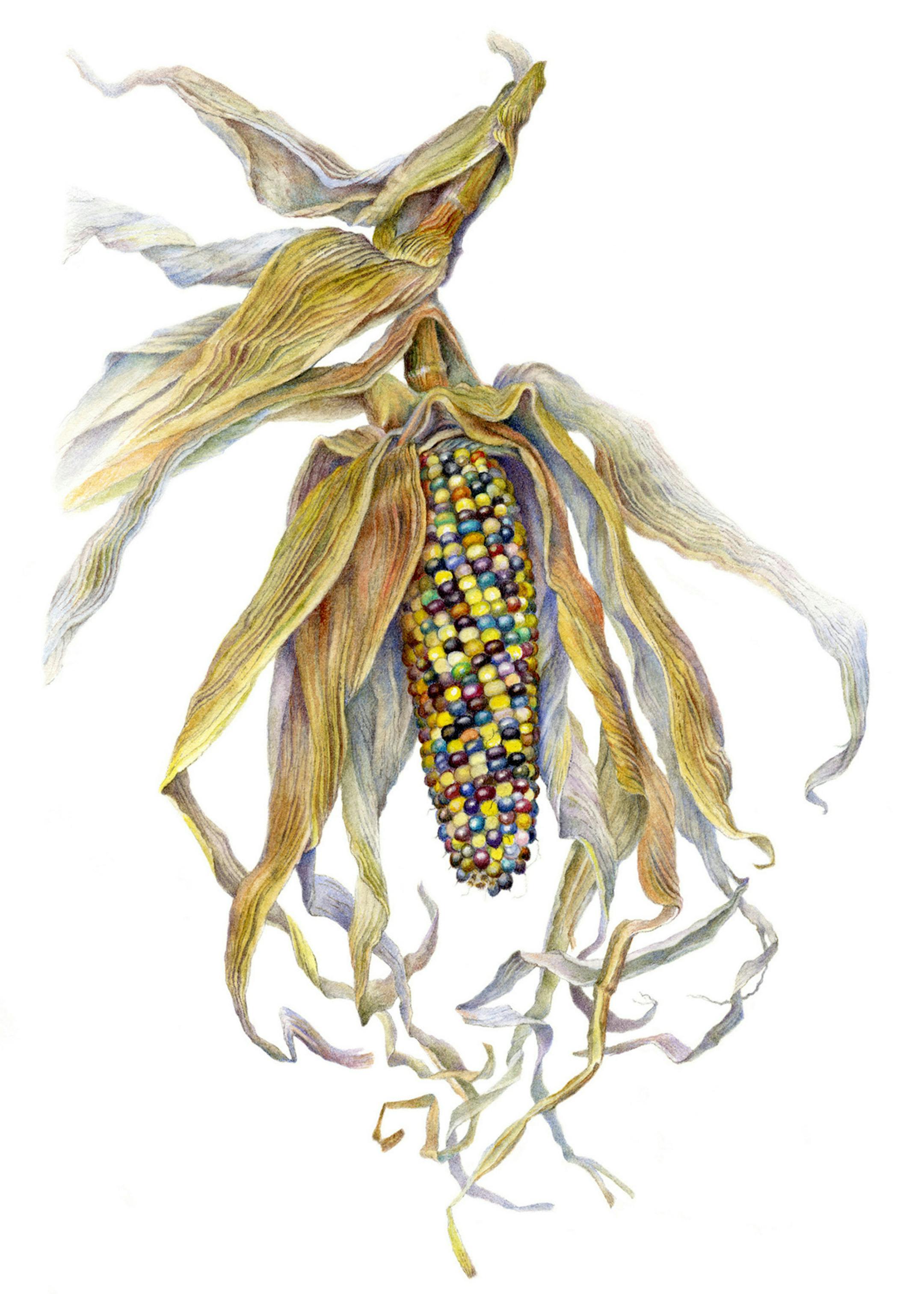 "Zea Mays," watercolor botanical by Mary Anne O'Malley