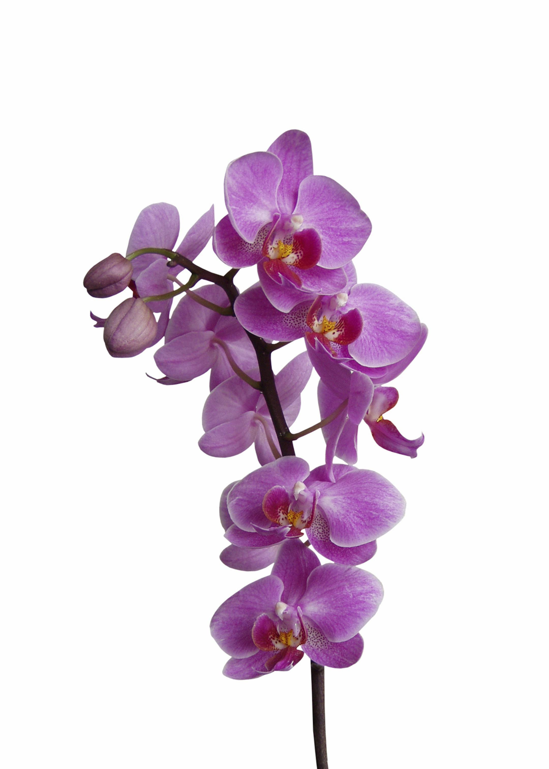 Orchid on white background from istock