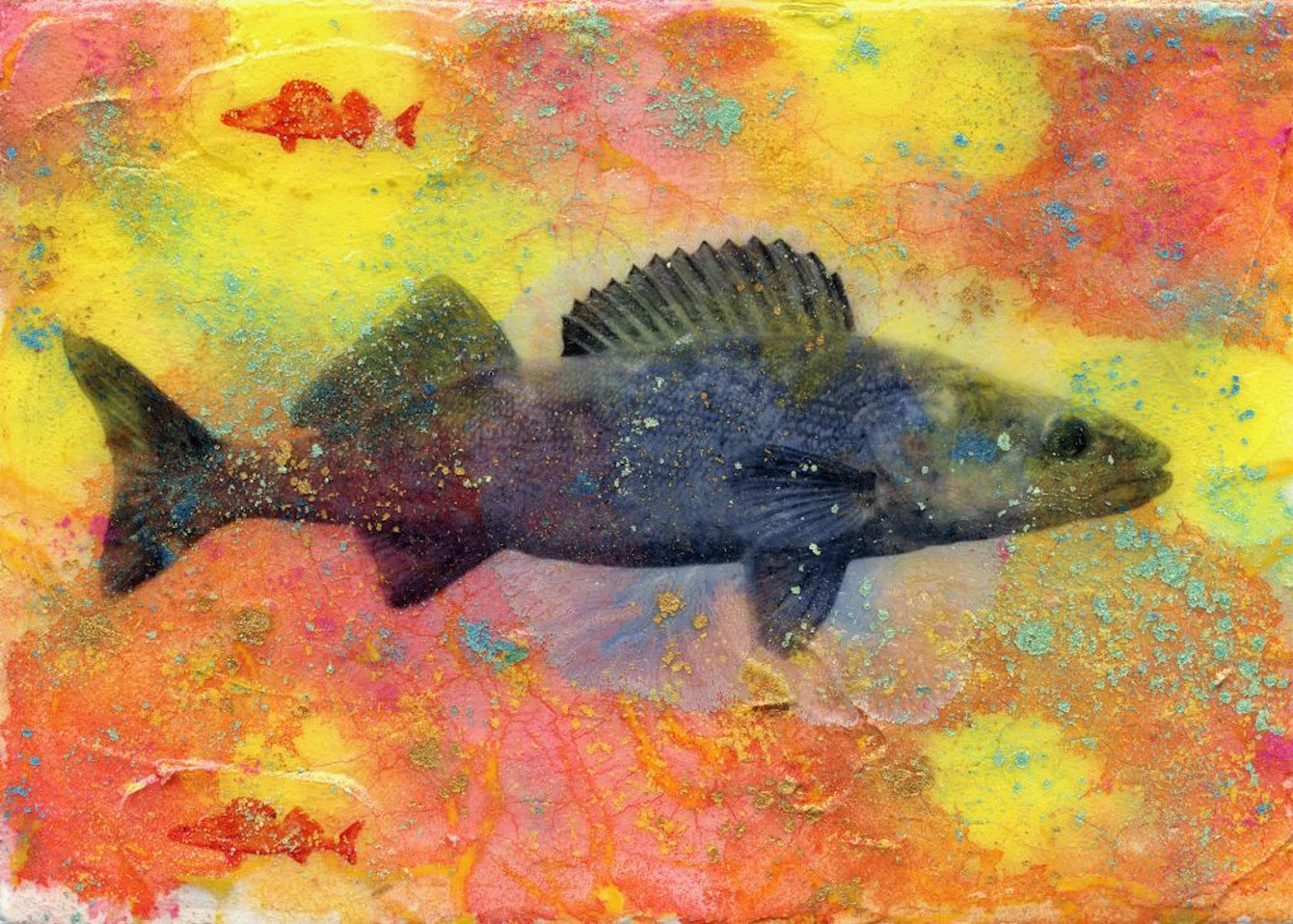 Fresh catch, indeed: Walleye is best when cooked within a day of catching, but lasts up to six months when frozen.