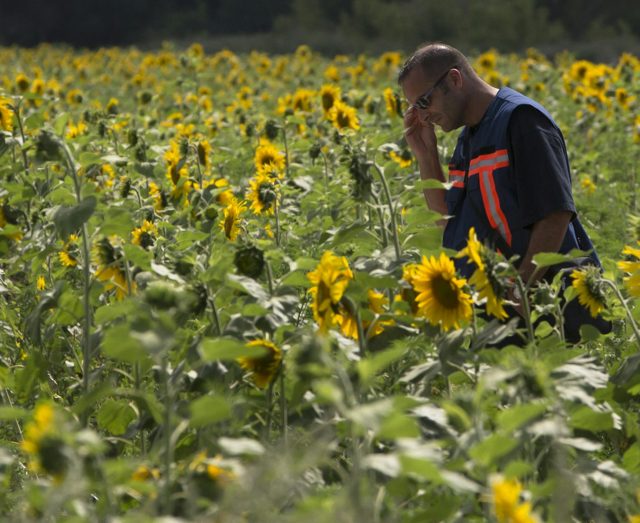 A Dutch investigator examines the site of the crashed Malaysia Airlines Flight 17 in the village of Rassipne, Donetsk region, eastern Ukraine Friday, July 25, 2014. (AP Photo/Dmitry Lovetsky)