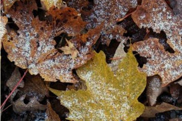 A carpet of leaves or other mulch can help protect tender plants.