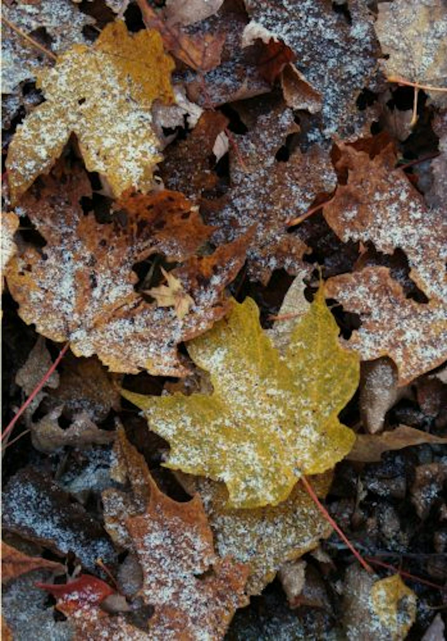 A carpet of leaves or other mulch can help protect tender plants.