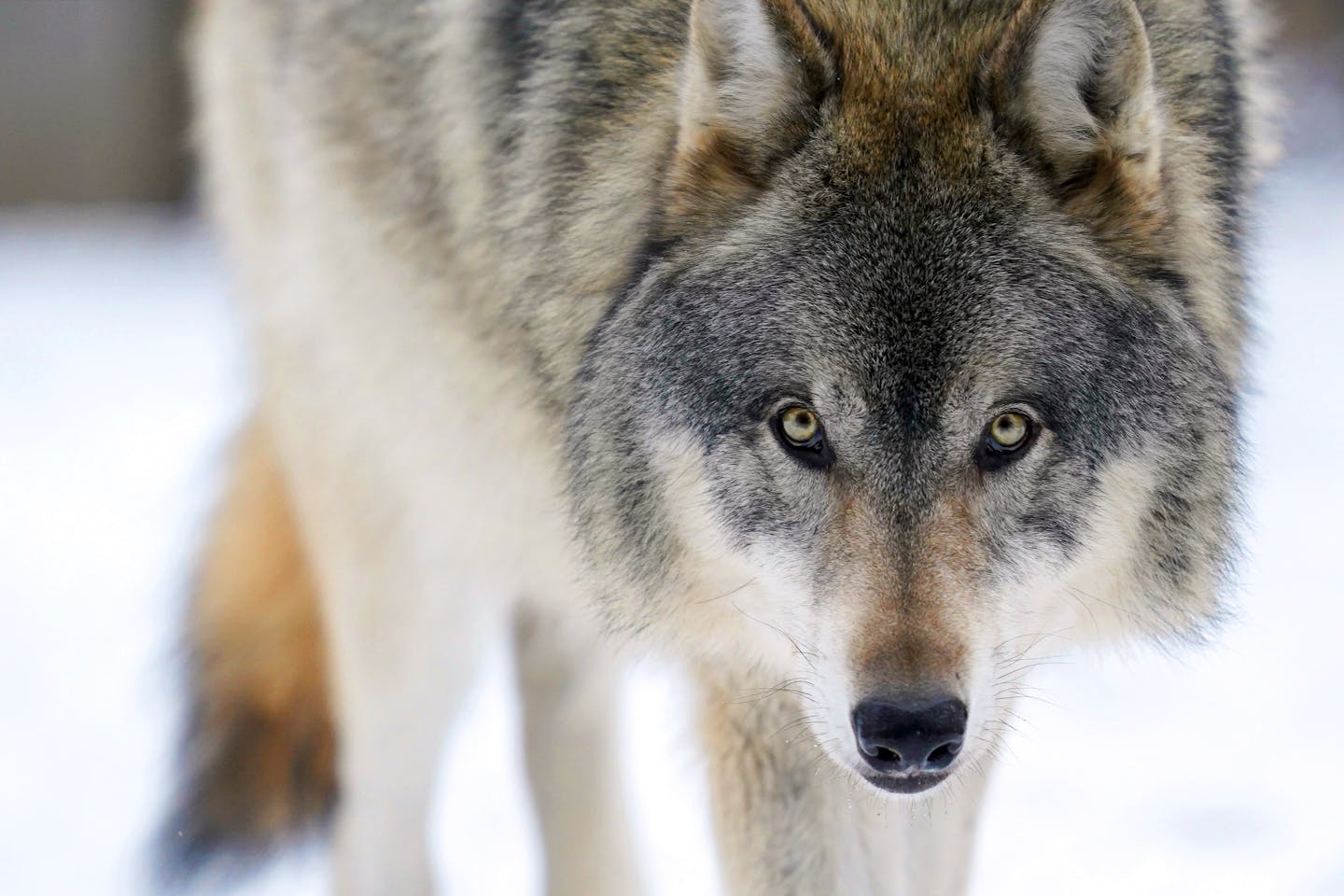 Unlocking the secrets of the wolf, Minnesota's ancient predator