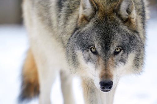 DO NOT USE OUTSIDE OF WOLF PROJECT. Lia, a gray wolf in the exhibit pack at the Minnesota Zoo, wanders her snow filled enclosure Tuesday, Feb. 2, 2021 in Apple Valley, Minn.