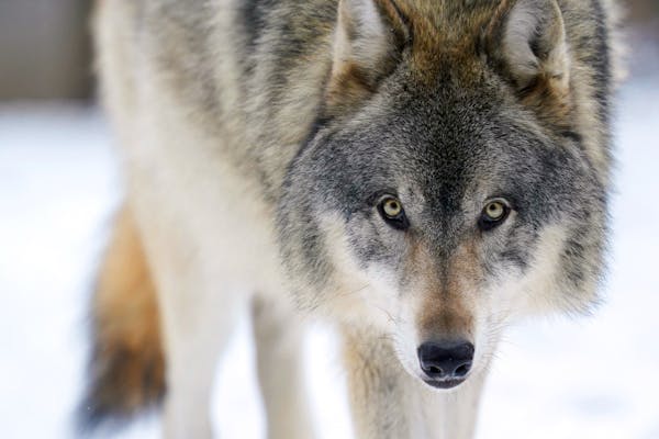 As species hangs in balance, what Minnesota's wolves can teach America