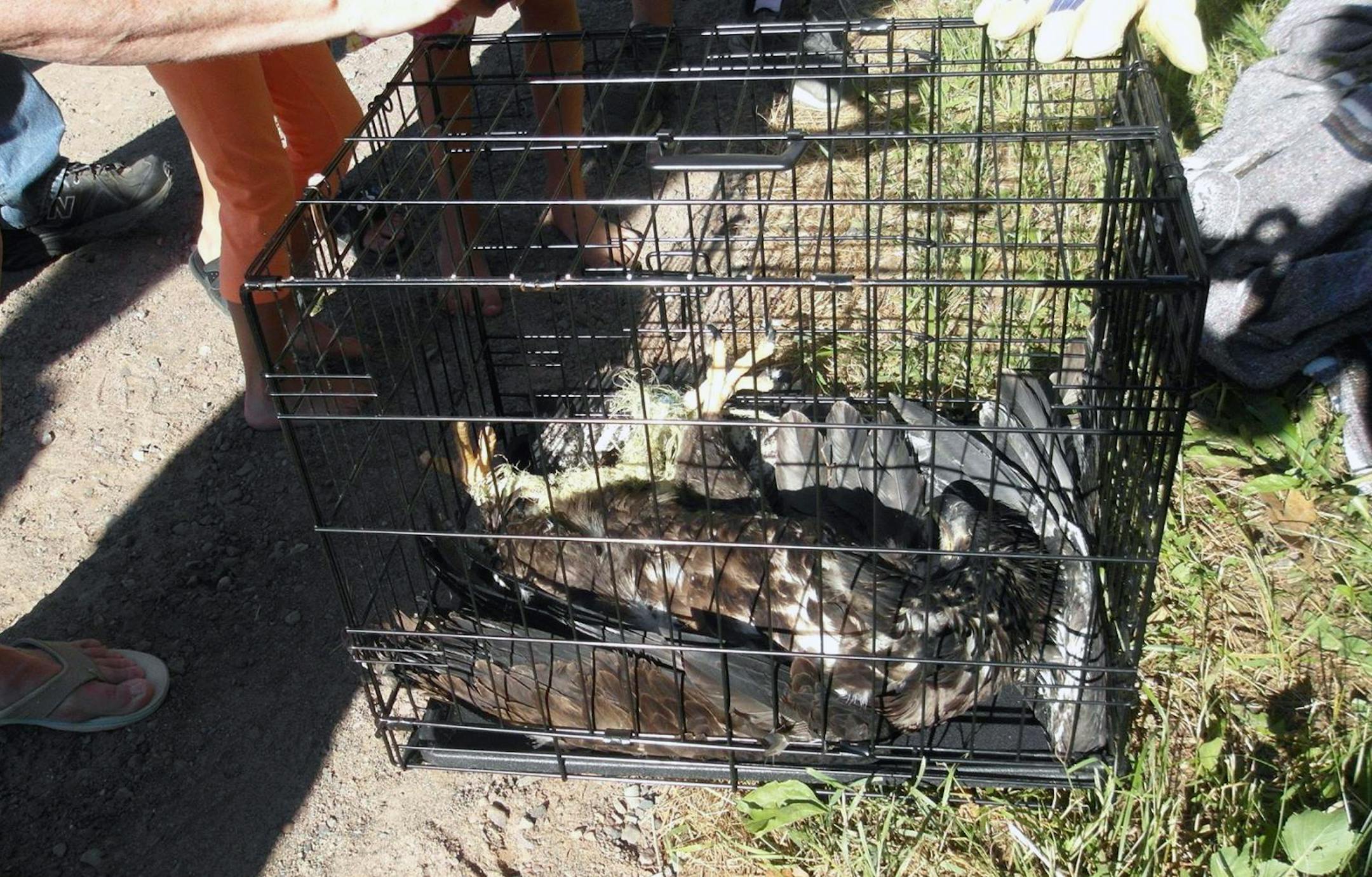 The wounded eagle was placed in a dog kennel for transport to the University of Minnesota Raptor Center after being freed from a branch it was snagged and hanging from by a rope.