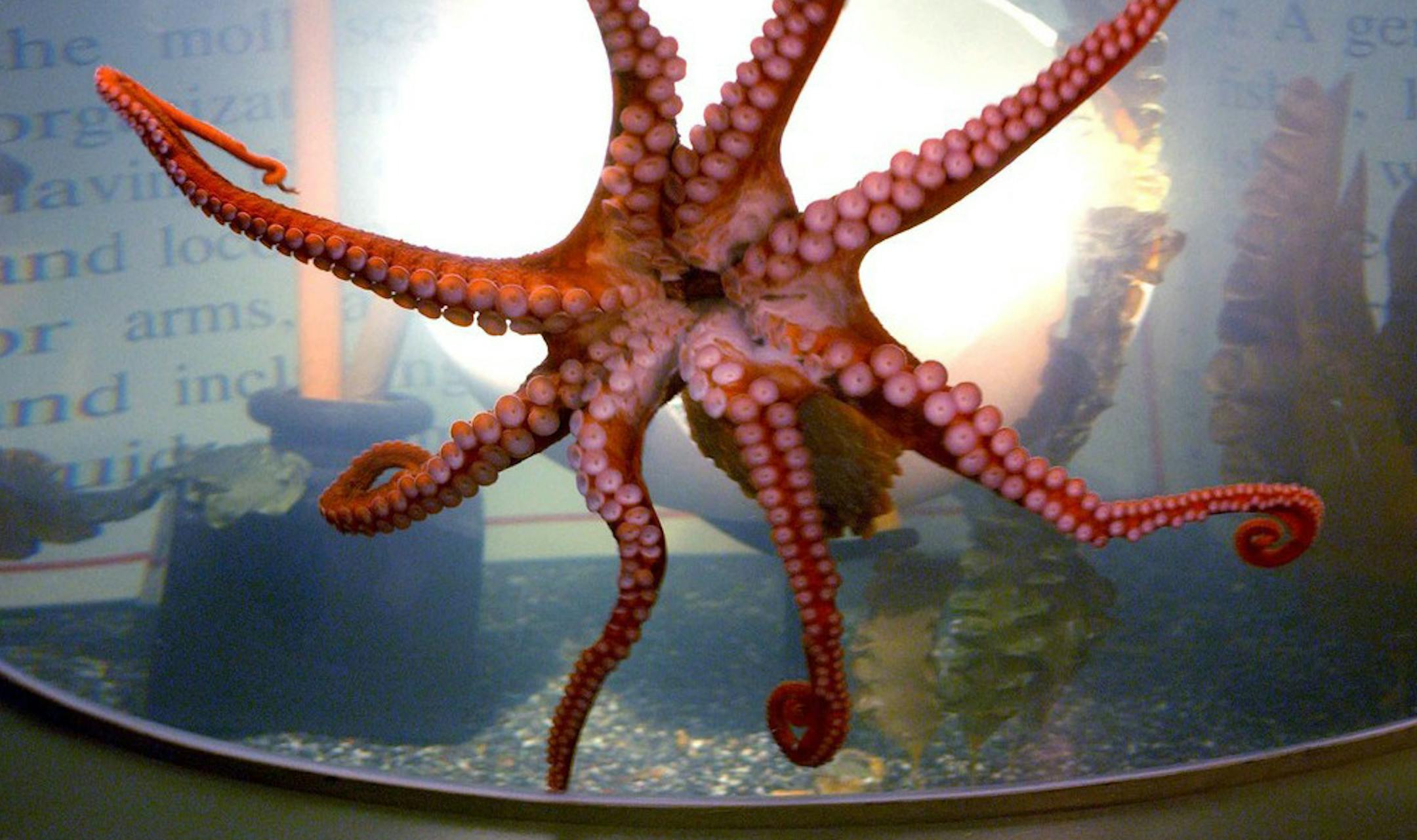 ‚ÄúOctopus Garden" at Sea Life Minnesota.