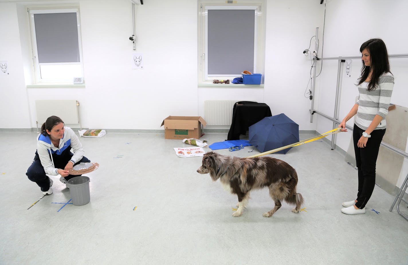 In a photo provided by the Clever Dog Lab, a volunteer at the Clever Dog Lab at the University of Veterinary Medicine in Vienna. Researchers in Vienna have found that dogs' personalities change over time and seem to mellow in the same way that most humans do. (The Clever Dog Lab/University of Veterinary Medicine, Vienna via The New York Times) -- NO SALES; FOR EDITORIAL USE ONLY WITH NYT STORY SCI DOGS AGING BY AMES GORMAN FOR NOV. 9, 2020. ALL OTHER USE PROHIBITED. --