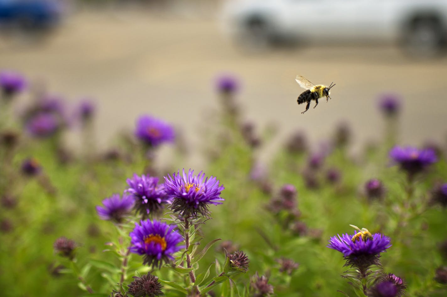 Bees flew from flower to flower gathering pollen int he rain garden that receives rainwater runoff from part of the Mall parking lot. Clifton Aichinger, is the force behind the new stormwater management system at Maplewood Mall. ] GLEN STUBBE * gstubbe@startribune.com ORG XMIT: MIN1209191641520242