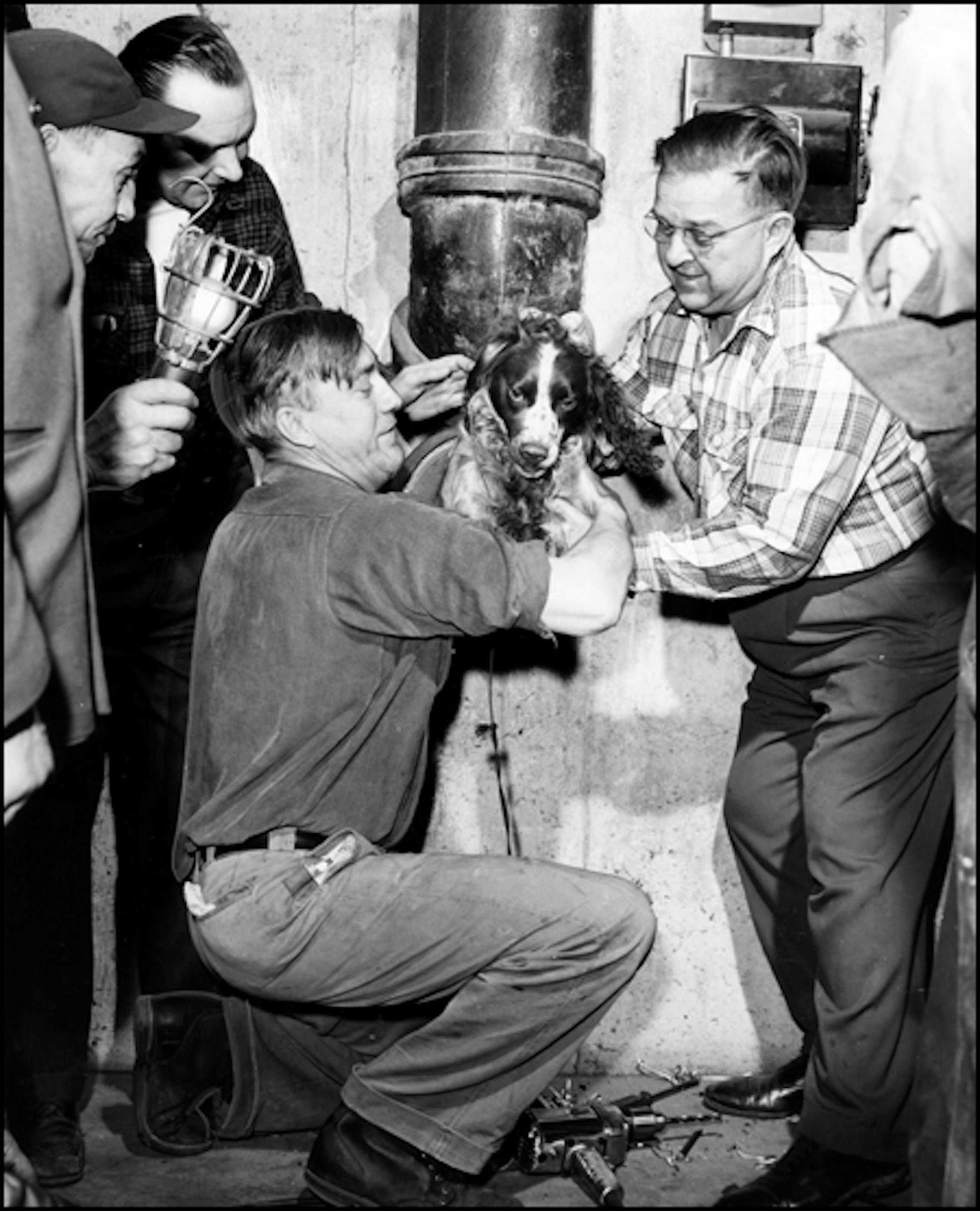 April 1, 1955: Dog stuck in drainpipe