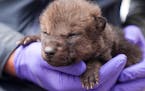 The Voyageurs Wolf Project tagged its first wolf pups of the season. The two pups are from the Half-Moon Pack, though researchers suspect more exist i