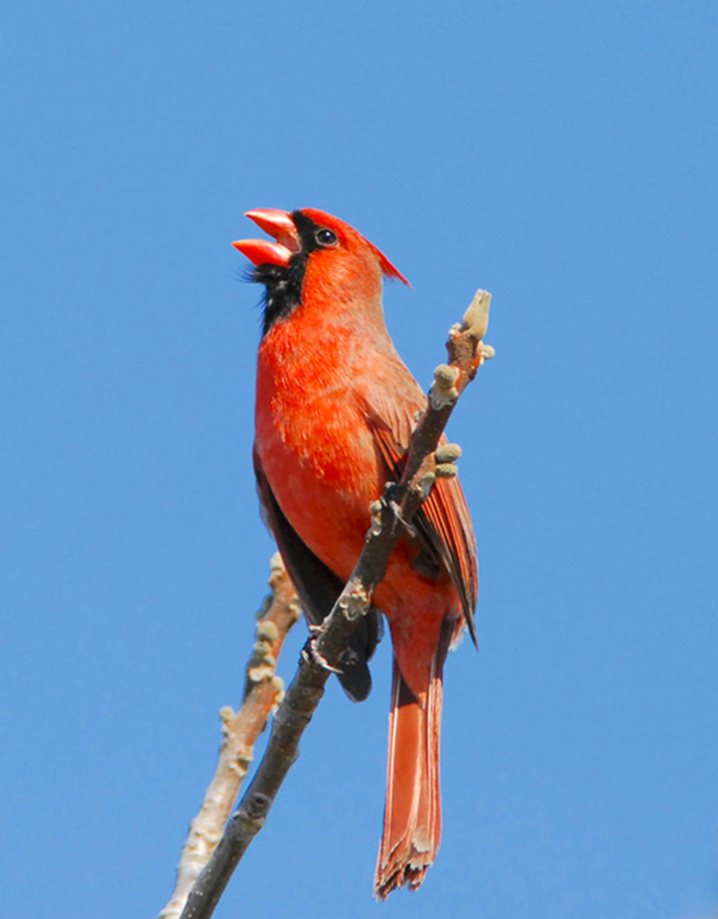 A male cardinal sings while perched on a twig.