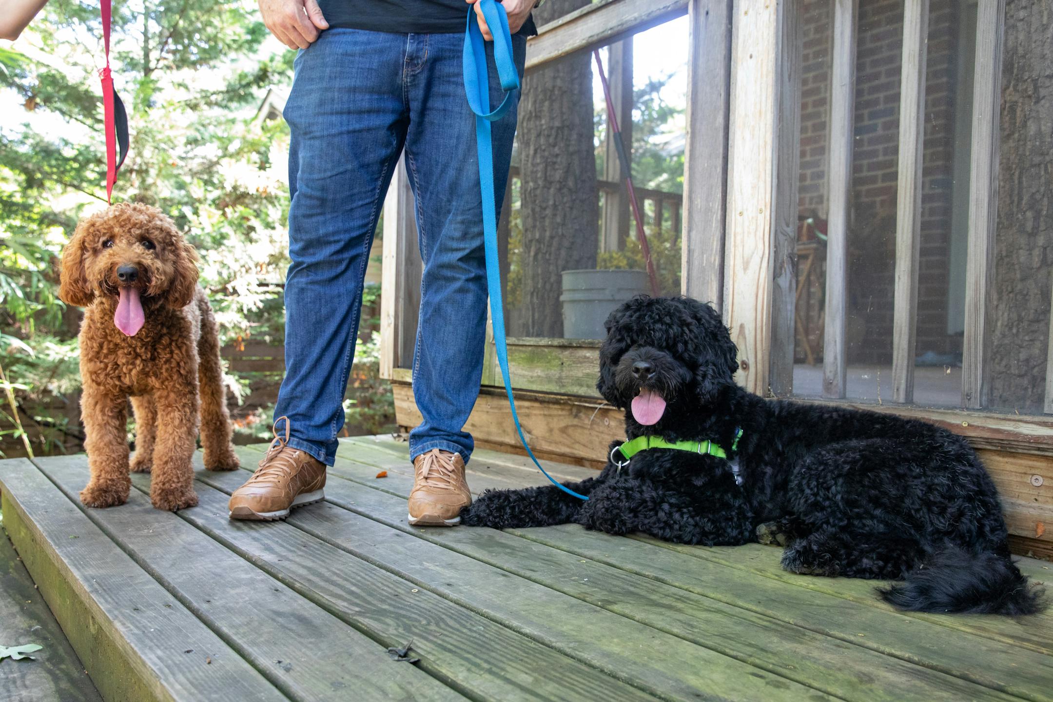 Two dogs named Fauci pose for a portrait in Takoma Park, Md. MUST CREDIT: Photo for The Washington Post by Amanda Andrade-Rhoades