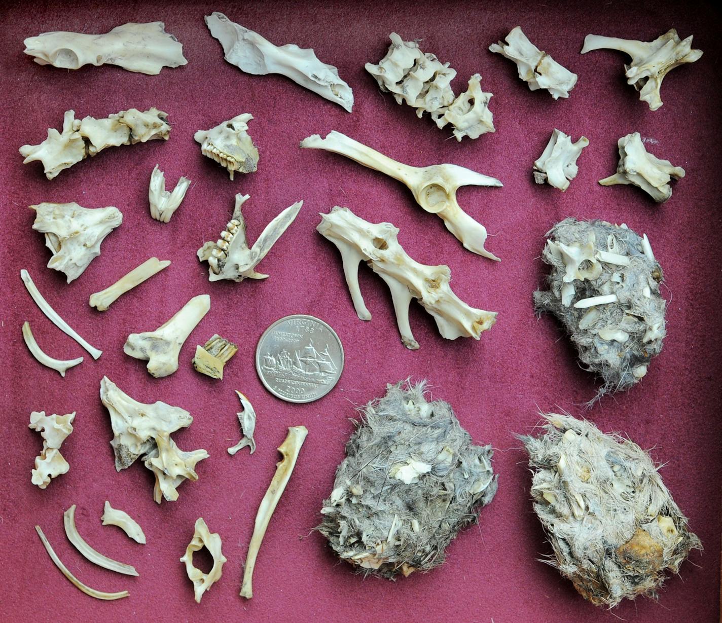 Owl pellet display: Teeth top left of coin. Claw just below coin to left.