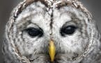 A female barred owl has found a home at the Wargo Nature Center in Lino Lakes.