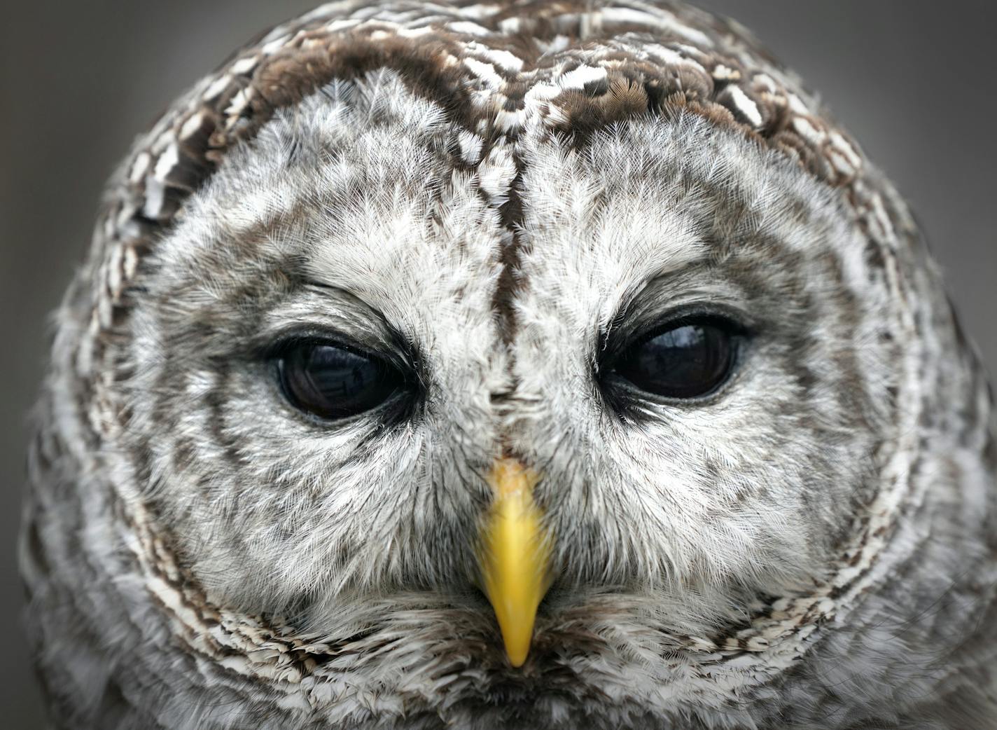 A female barred owl has found a home at the Wargo Nature Center in Lino Lakes.