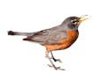 American robin: It is the state bird of Connecticut, Michigan, and Wisconsin.