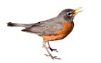 American robin: It is the state bird of Connecticut, Michigan, and Wisconsin.