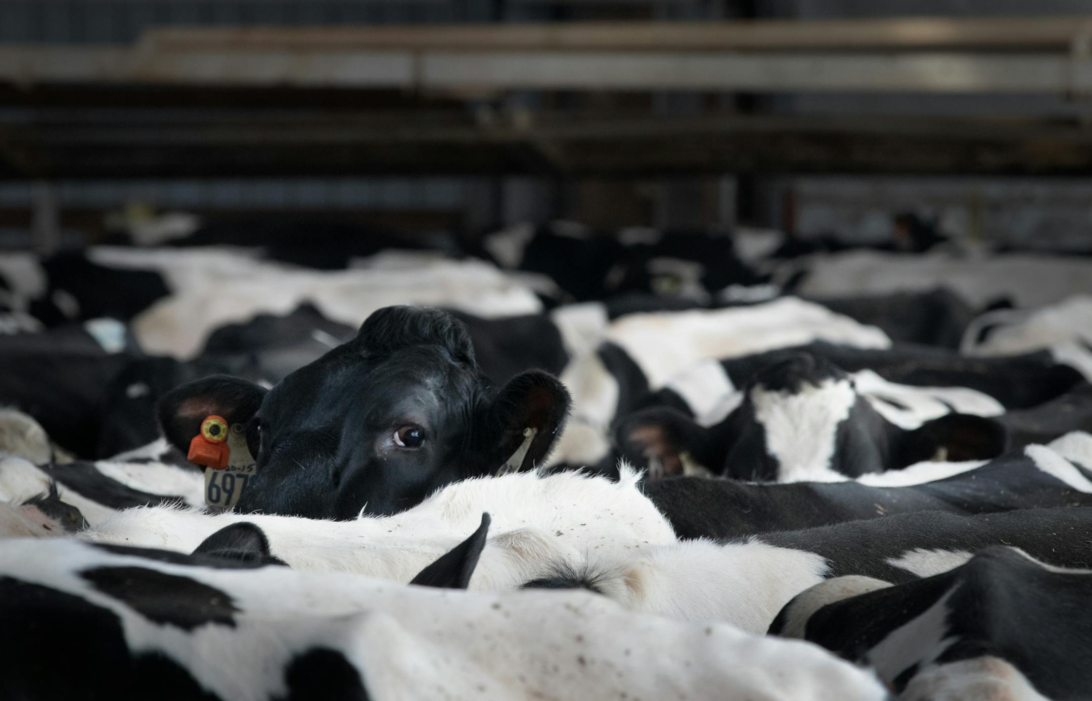 Cows produce a gallon of milk using about a fifth the water that was needed 60 years ago. Dairy cows wait outside of the milking parlor at Daley Farms of Lewiston on Feb. 17, 2020. ] ANDY KOSIER &#x2022; andy.kosier@startribune.com