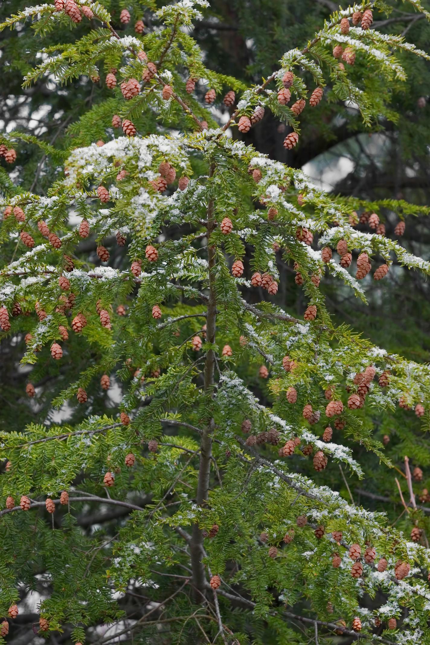 Eastern hemlock