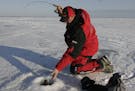 In this 2009 photo, guide Tony Roach landed a walleye while ice fishing on Lake Mille Lacs. The DNR said anglers can keep one fish this winter.