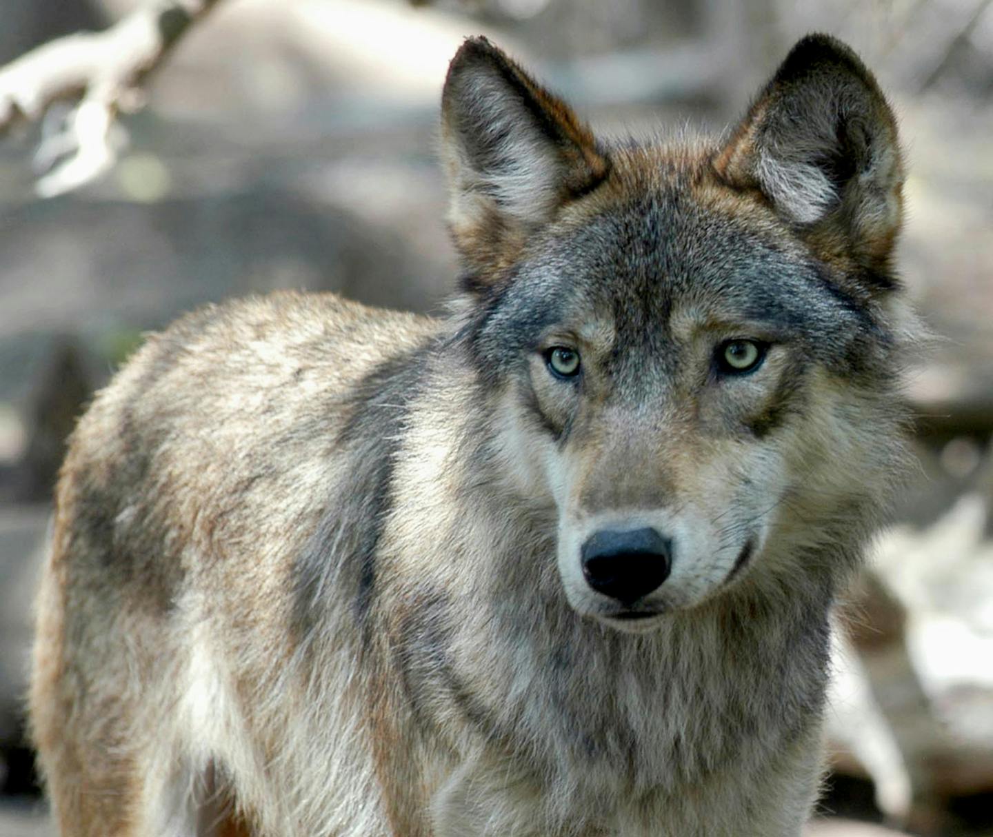 FILE - In this July 16, 2004 file photo, a gray wolf is shown at the Wildlife Science Center in Forest Lake, Minn. A week after federal money ran out for helping Minnesota farmers and ranchers who lose livestock to wolves, the U.S. Department of Agriculture has come up with money to fund wolf control services through the end of the year. (AP Photo/Dawn Villella, File)