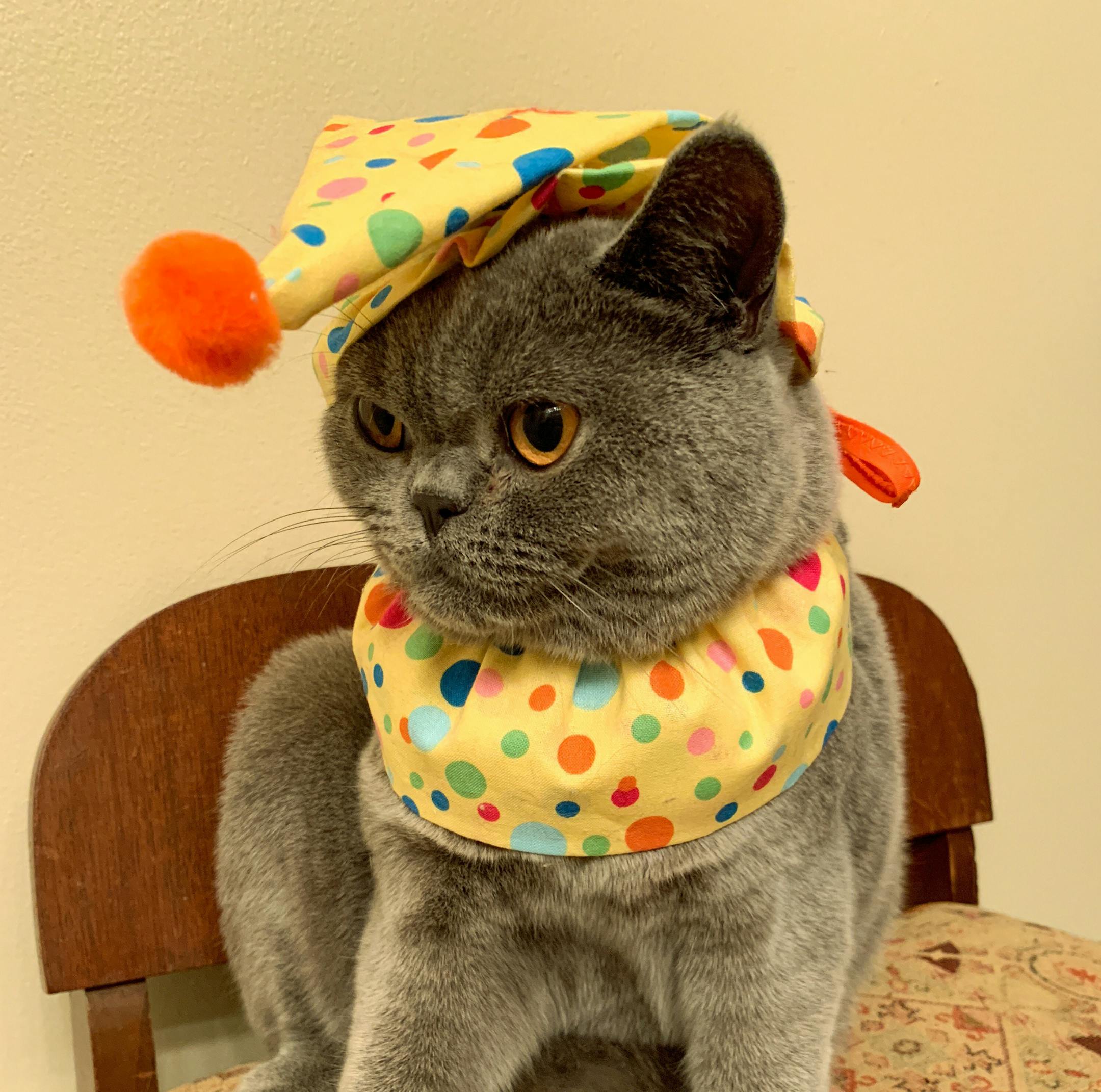 2018 Halloween pet costume contest Costume: Clown Pets: Michah Owner: Cindy McArthur, Shakopee