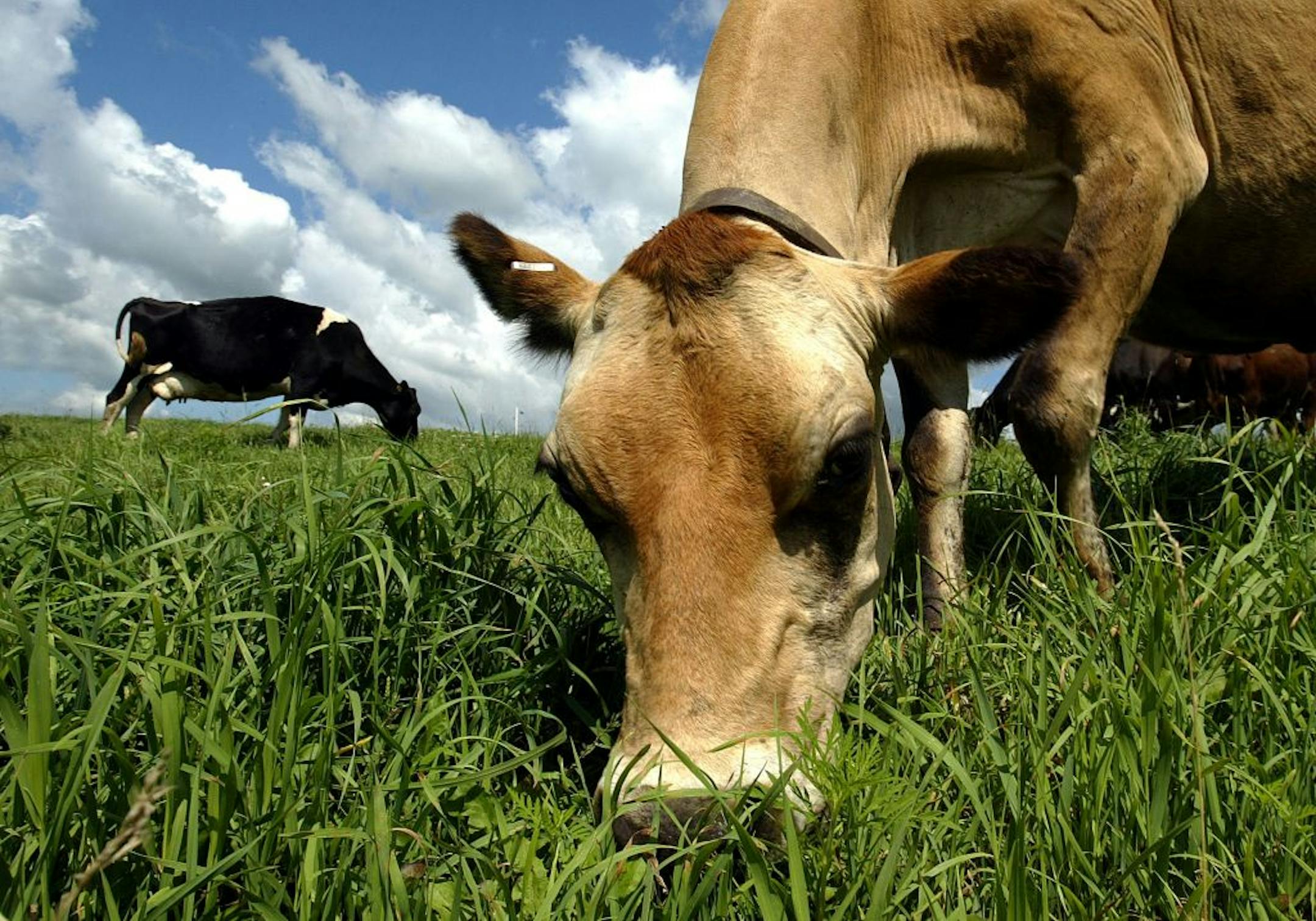 Patty, A jersey milking cow that is cosidered a family pet at the Cedar Summit Farm just out of New Prague.