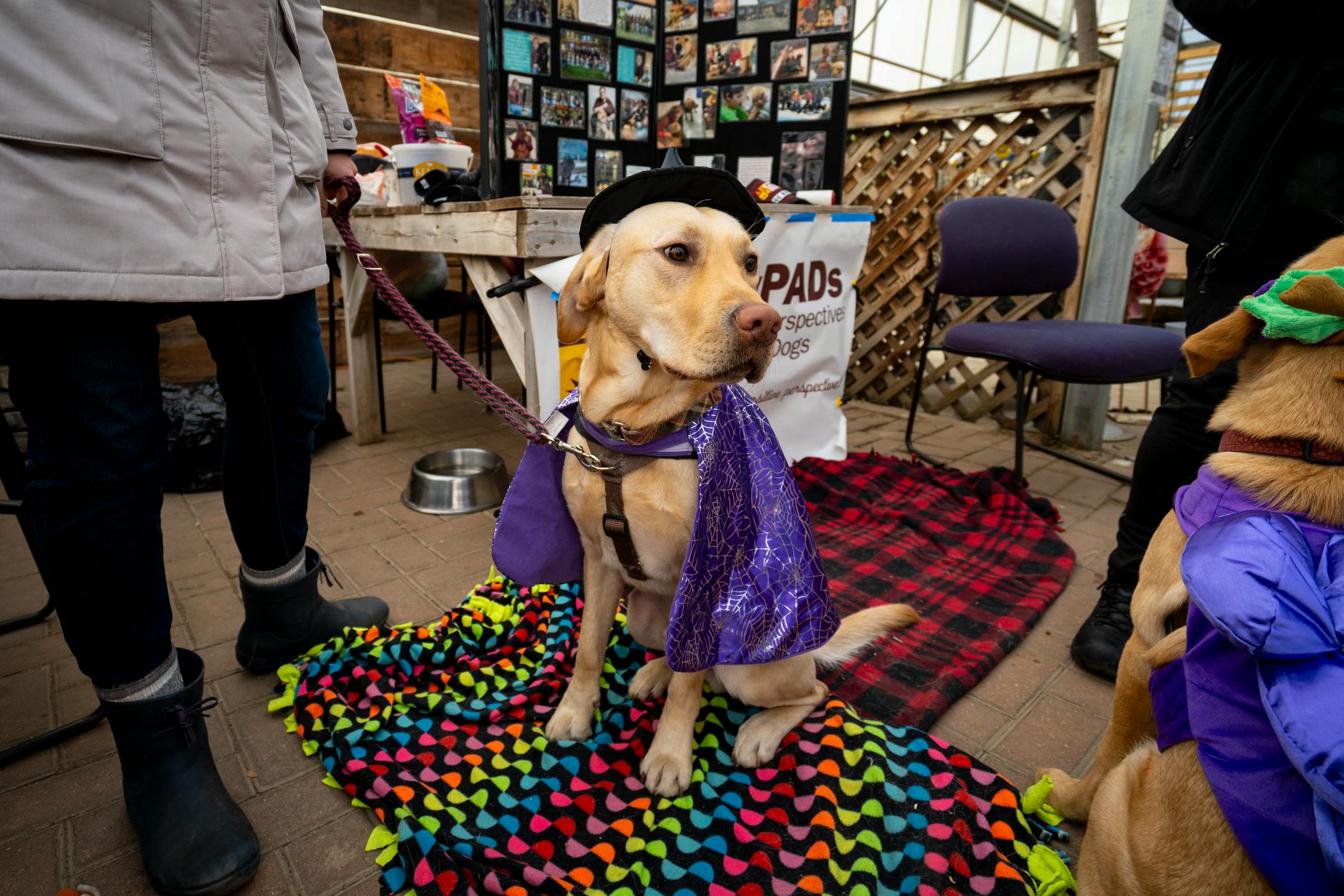 Lenny, a service dog with Pawsitive Perspectives Assistance Dogs (PawPADs) sits in his witch costume at PawPAD's booth at Cottage Grove's Fall Fun Days in Cottage Grove, Minn.